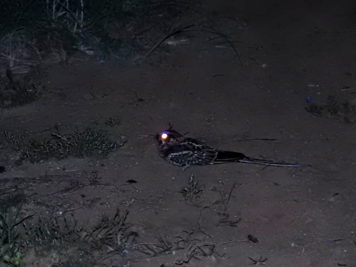 lelek nůžkoocasý - ML647402534