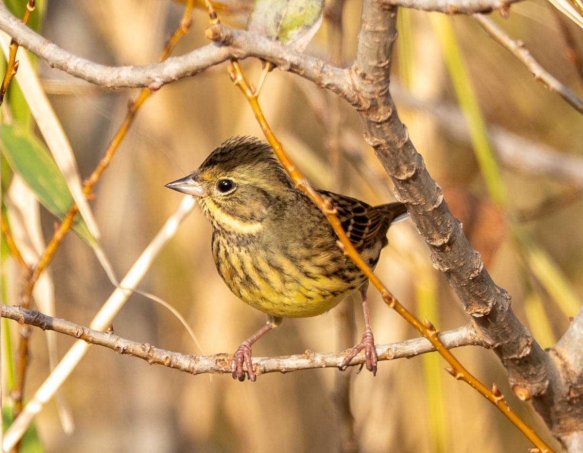Masked Bunting - ML647402542
