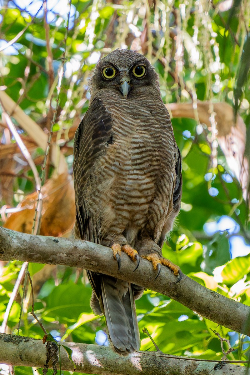 Kızıl Bubuk - ML647402544