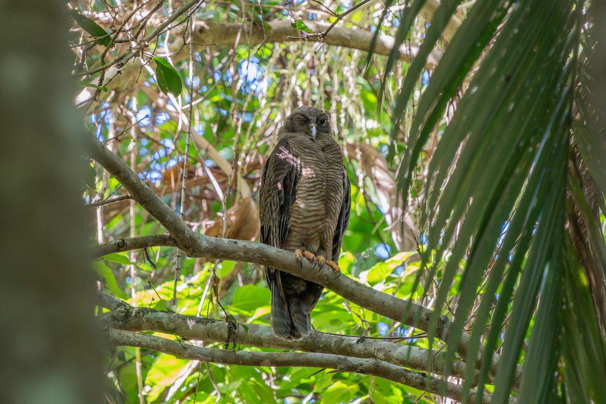 Kızıl Bubuk - ML647402545