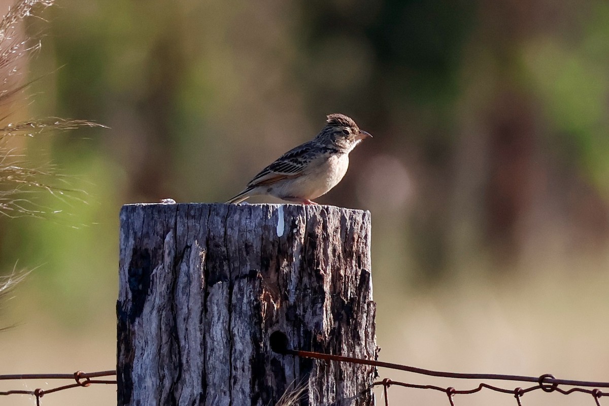 Singing Bushlark - ML647402548