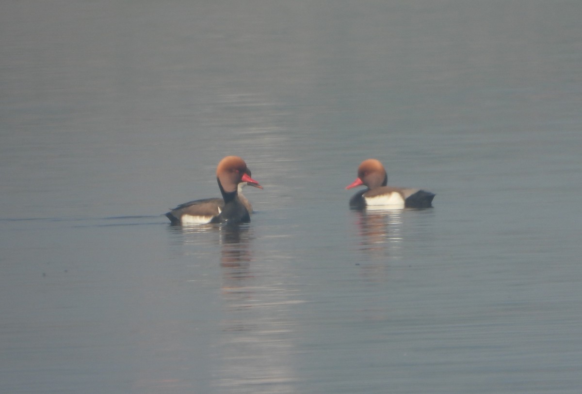 Red-crested Pochard - ML647402586
