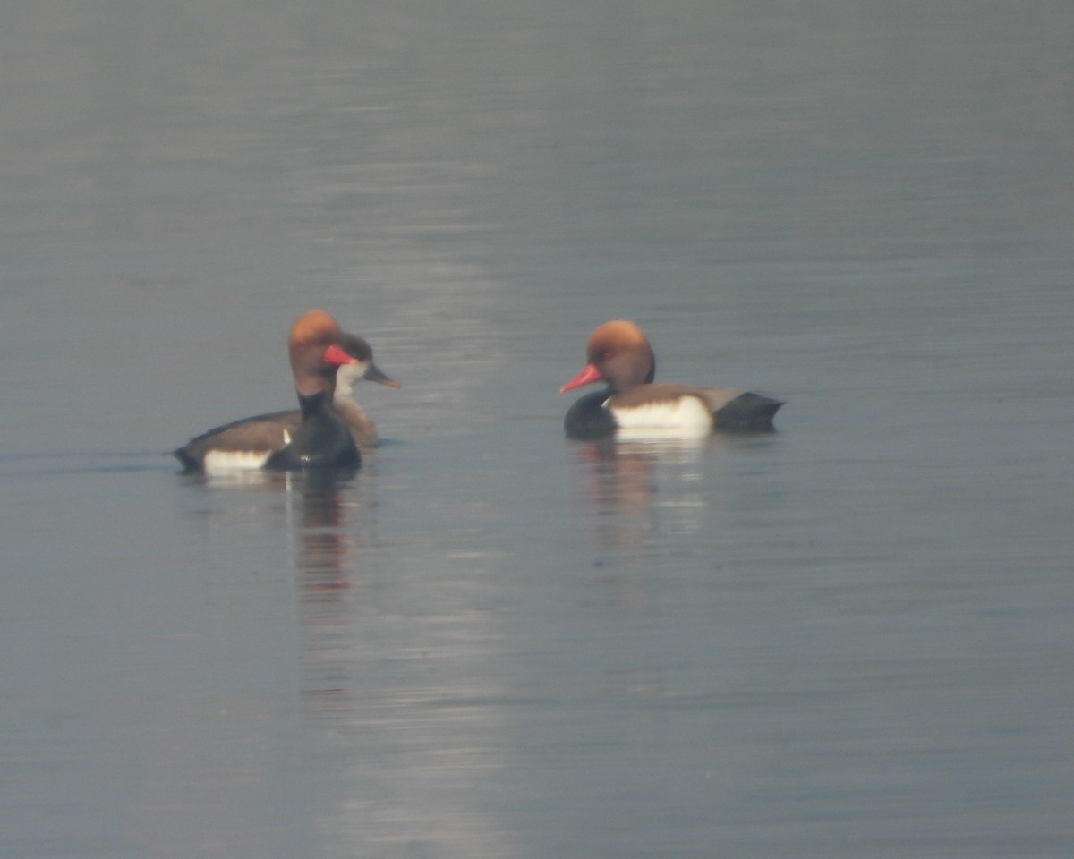 Red-crested Pochard - ML647402587