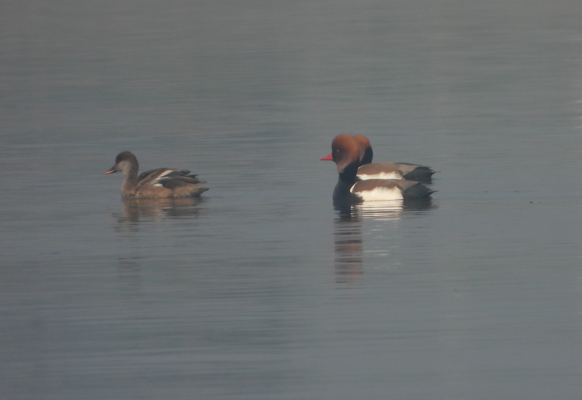 Red-crested Pochard - ML647402588