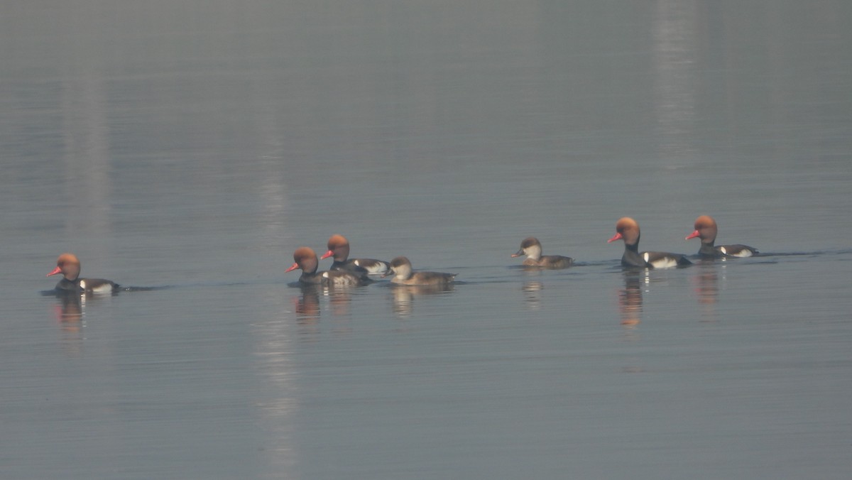 Red-crested Pochard - ML647402589
