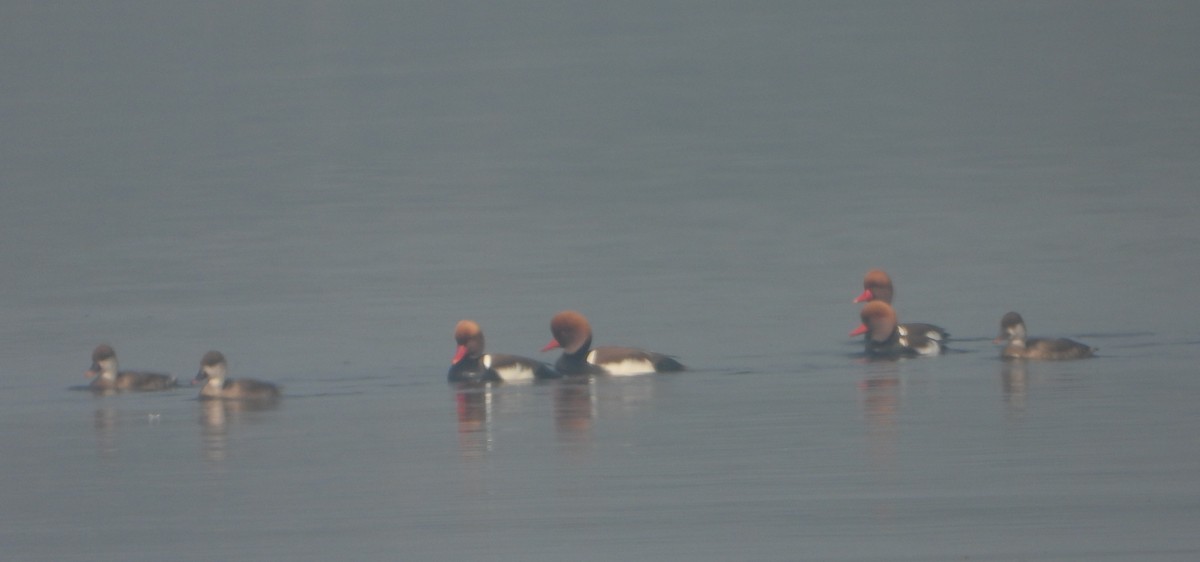 Red-crested Pochard - ML647402590