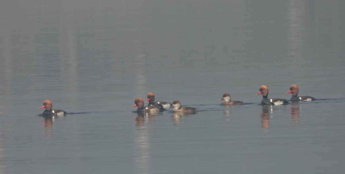 Red-crested Pochard - ML647402591