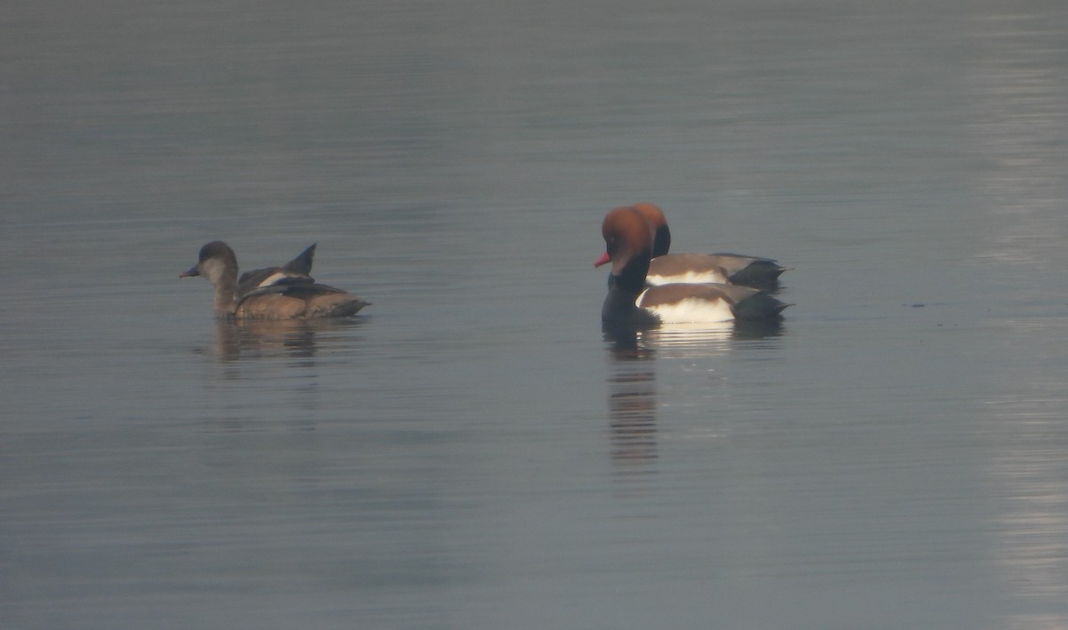 Red-crested Pochard - ML647402592
