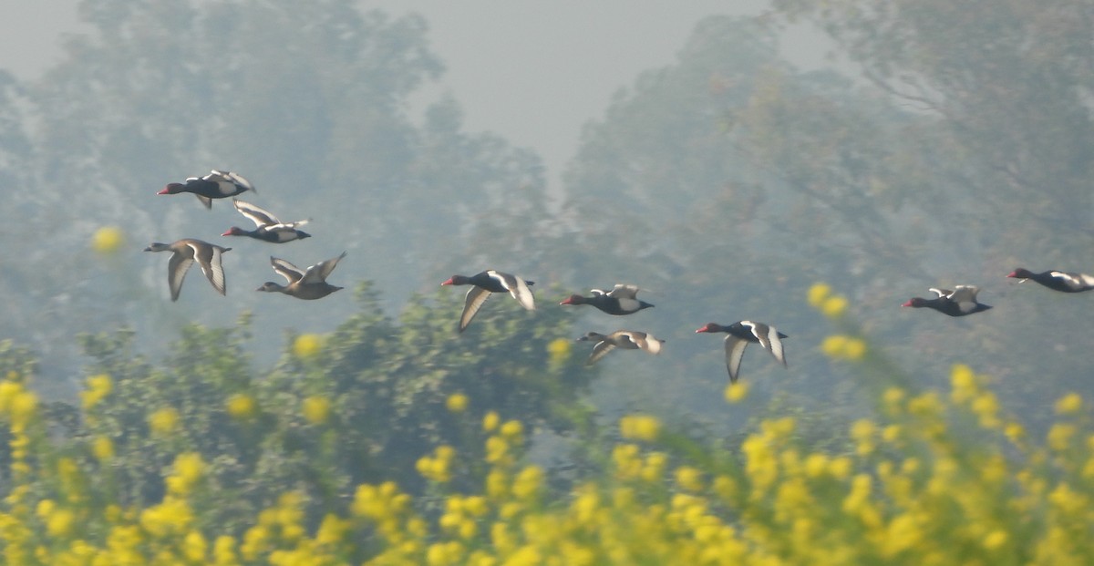 Red-crested Pochard - ML647402593