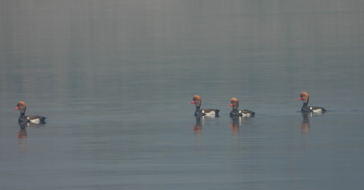 Red-crested Pochard - ML647402594