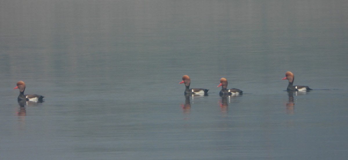 Red-crested Pochard - ML647402595