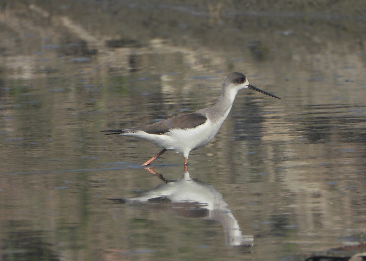 高蹺鴴 - ML647402601