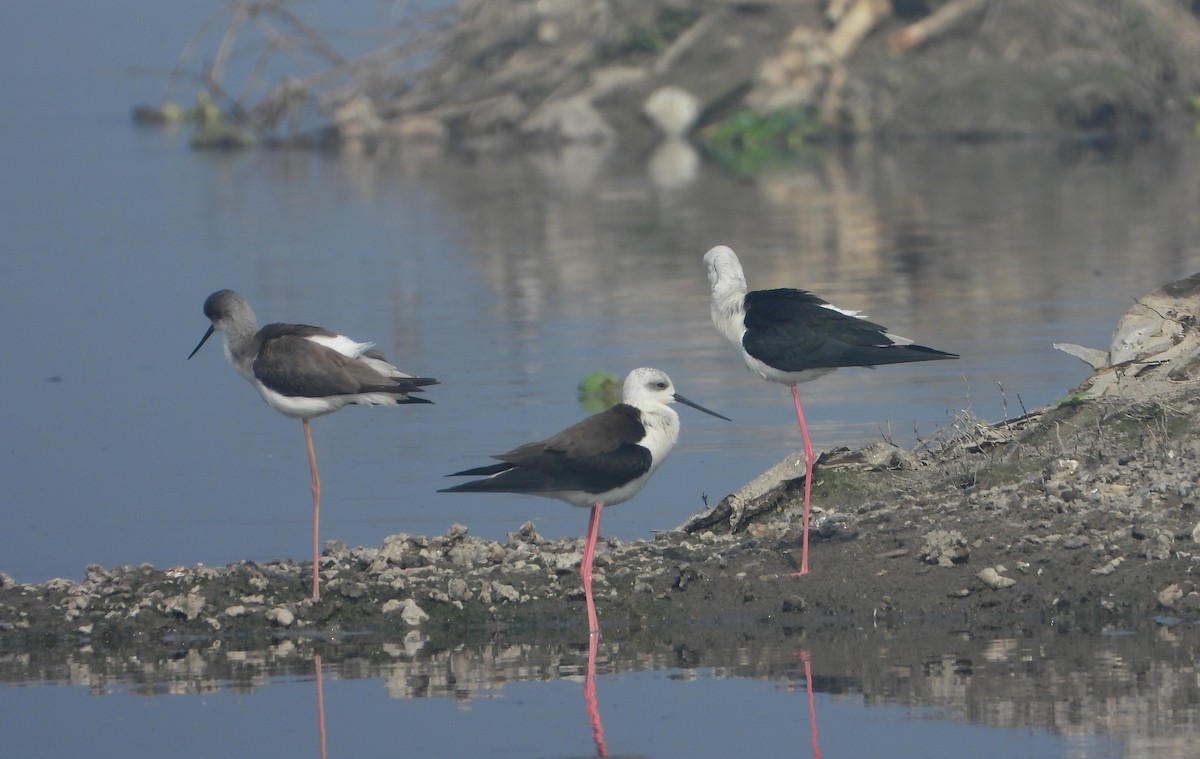 高蹺鴴 - ML647402602