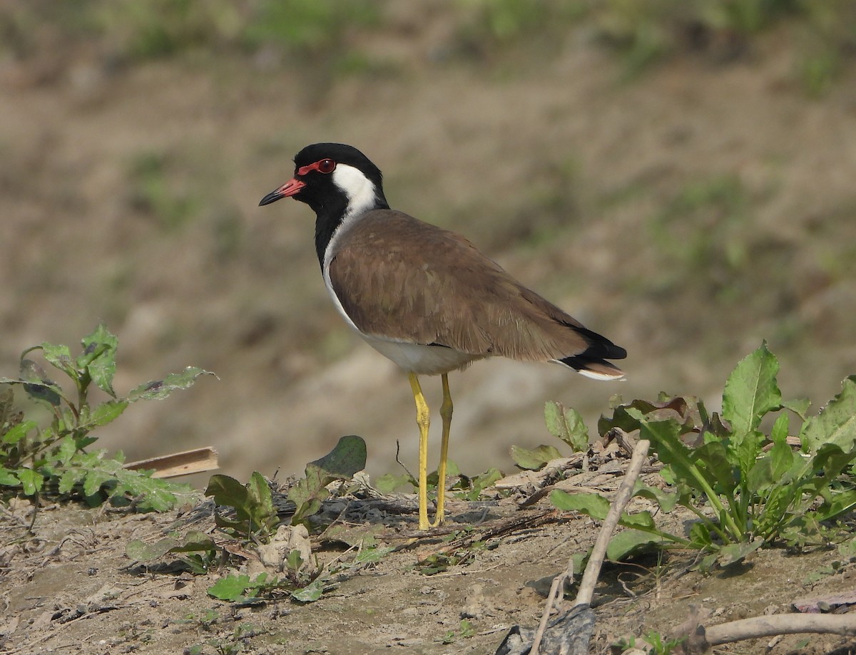 Büyük Kızkuşu - ML647402610