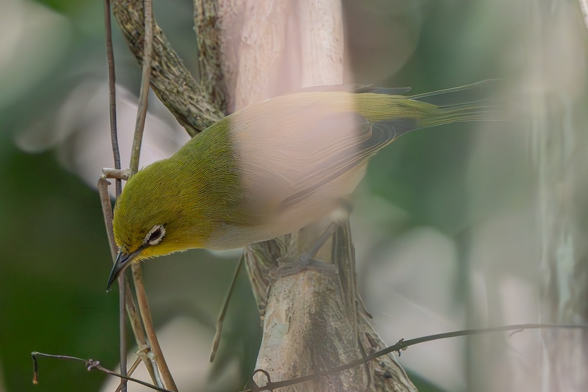 Пепельнобрюхая белоглазка - ML647402634