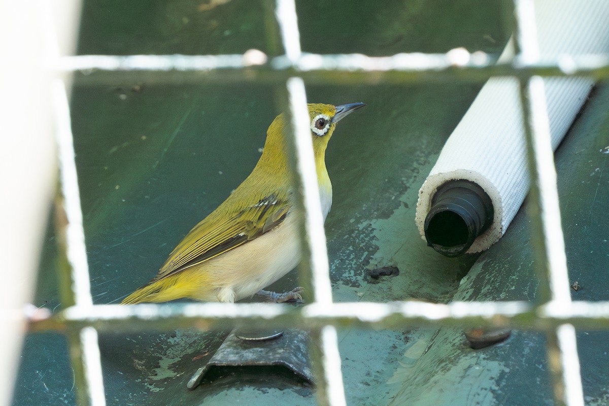 Пепельнобрюхая белоглазка - ML647402635