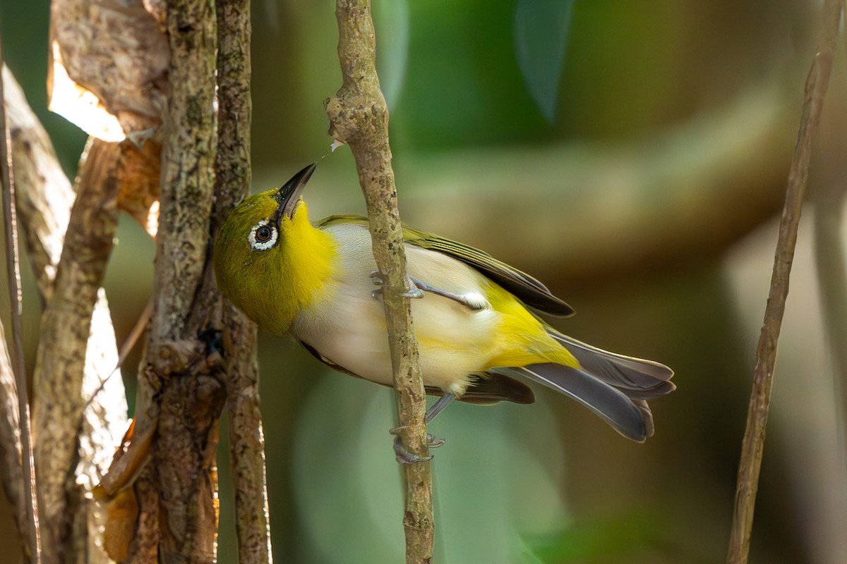 Пепельнобрюхая белоглазка - ML647402636