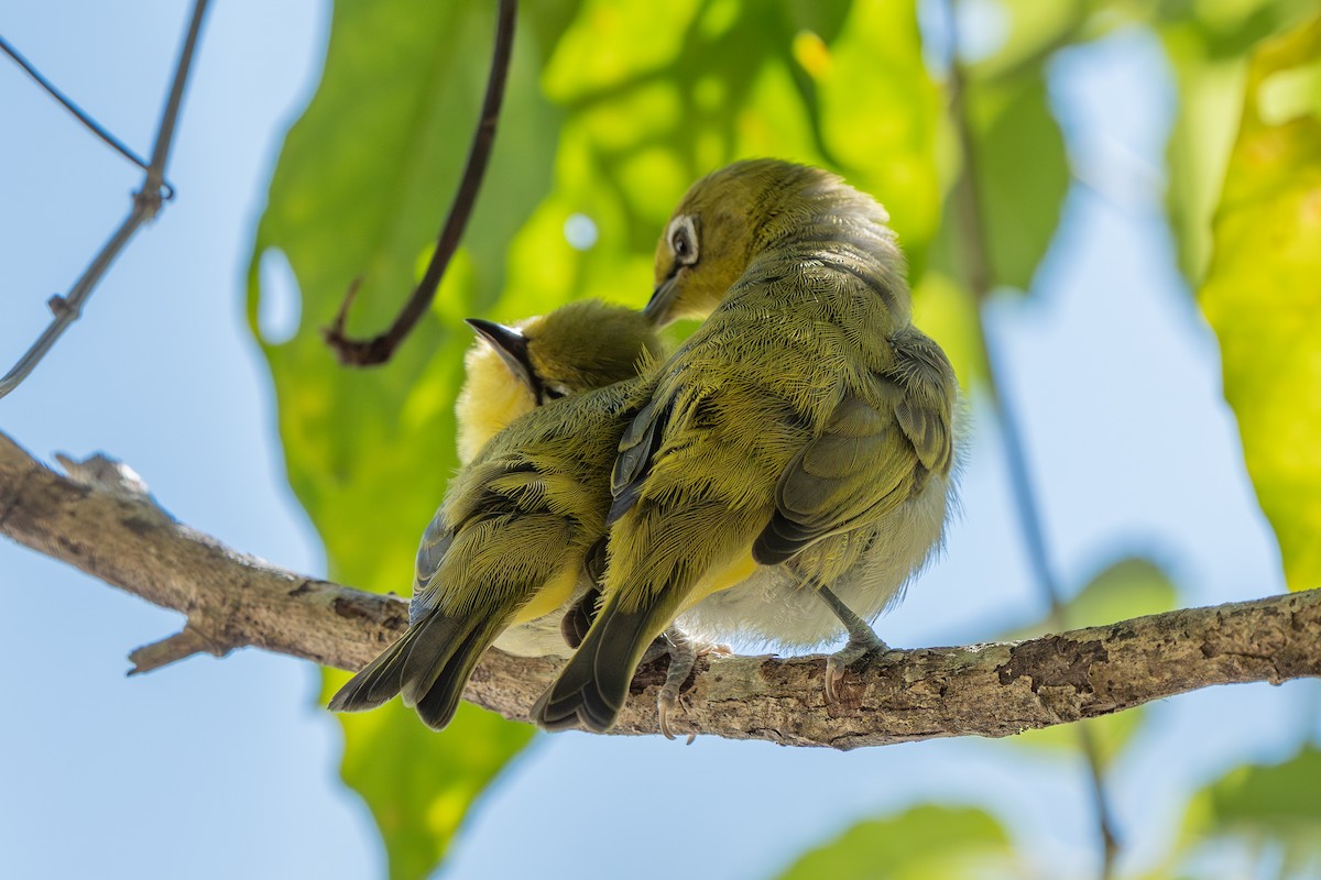 Пепельнобрюхая белоглазка - ML647402637