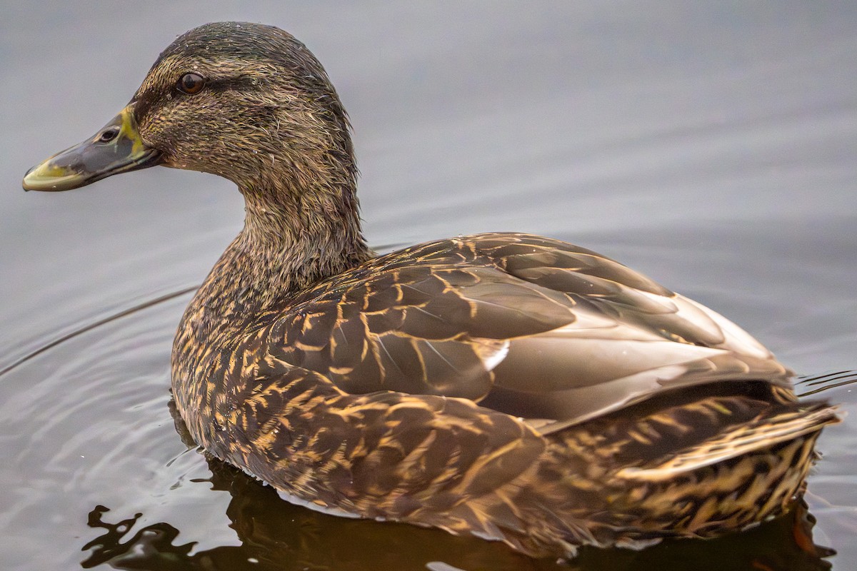 Mallard x American Black Duck (hybrid) - ML647402641