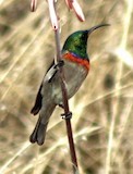 Eastern Miombo Sunbird - ML647402642