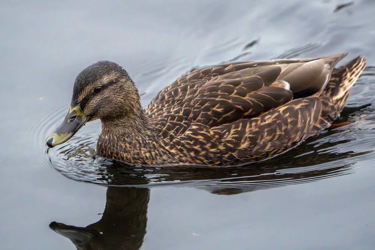 Mallard x American Black Duck (hybrid) - ML647402643