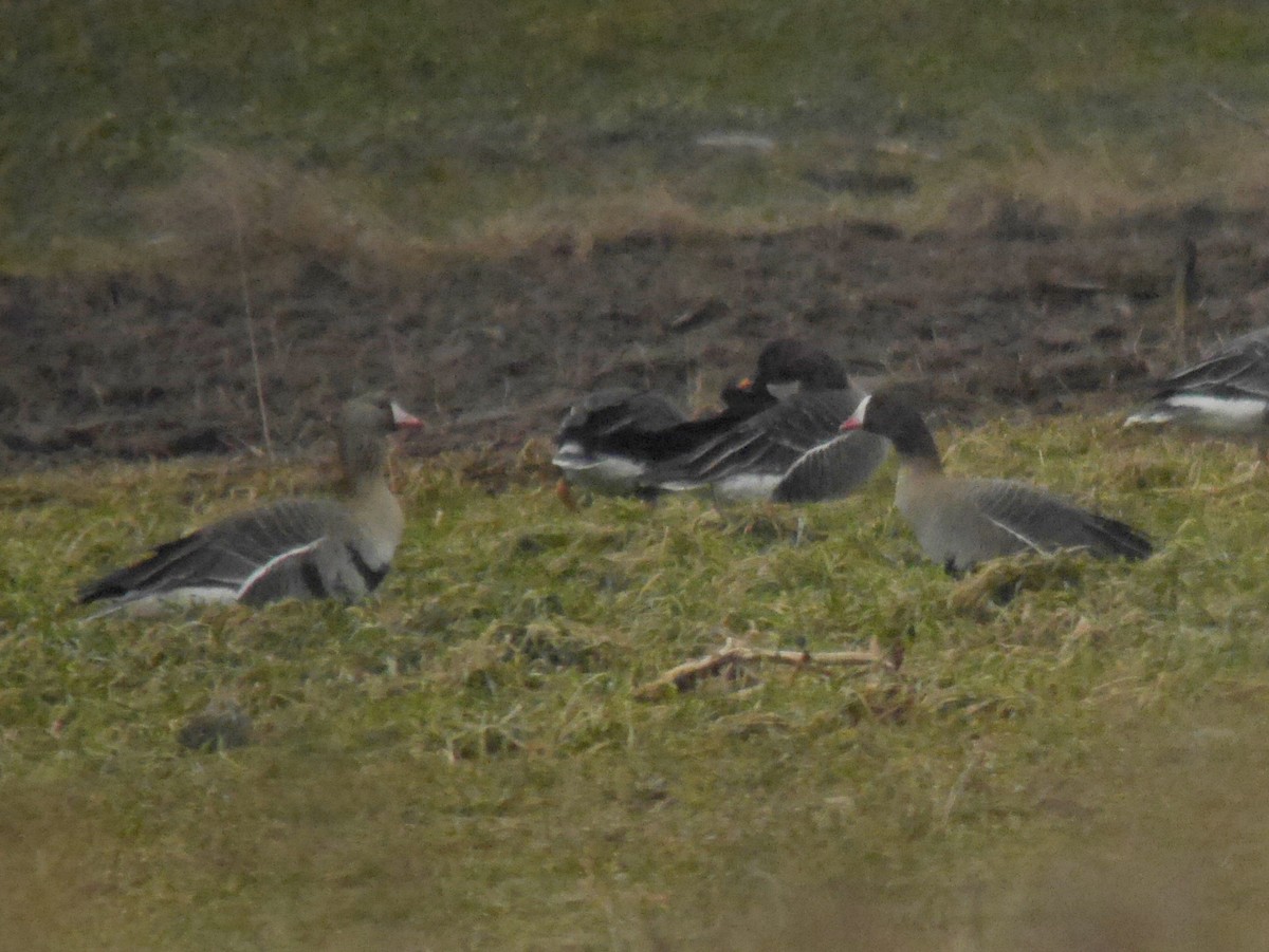 אווז קטן - ML647402644
