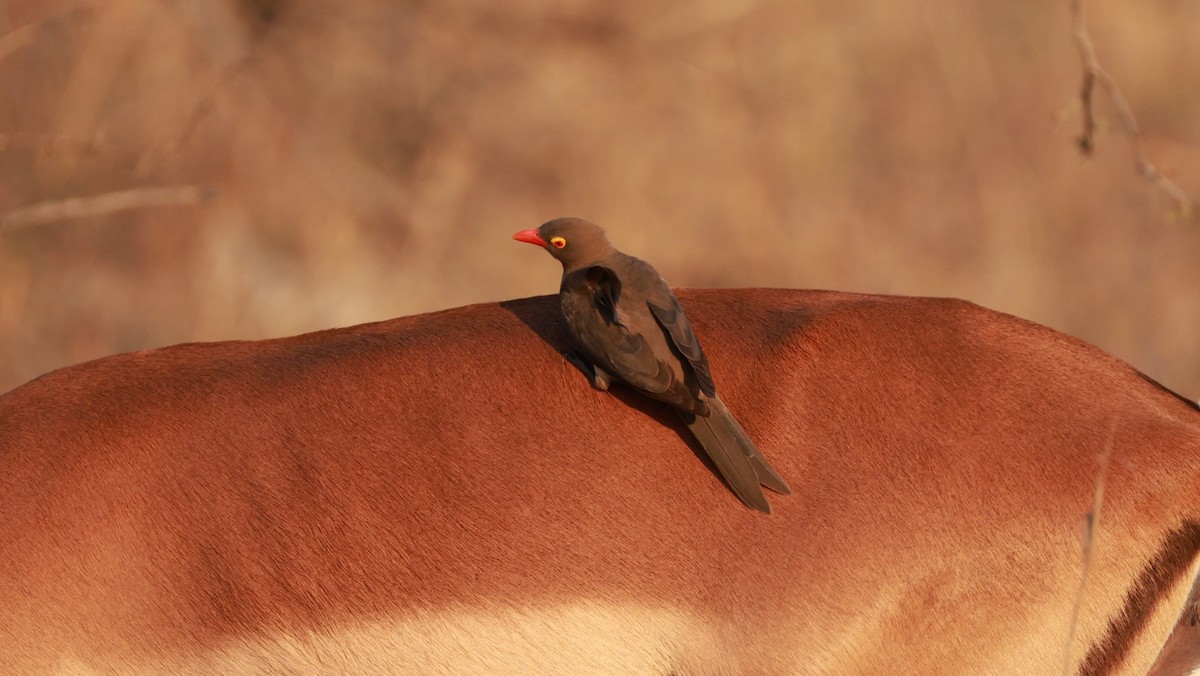 rødnebboksehakker - ML647402673