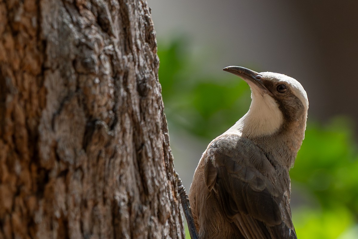 gråkronelarmtrost - ML647402681