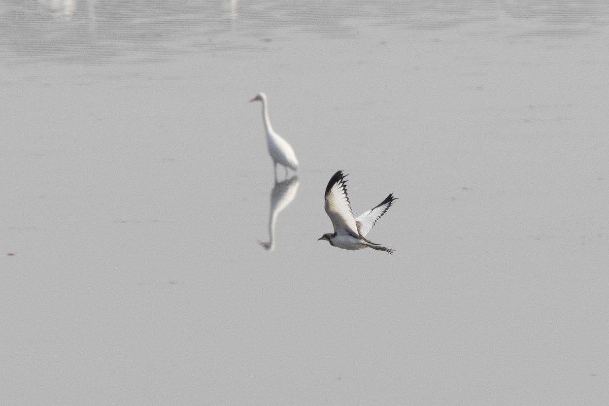 fasanbladhøne - ML647402686