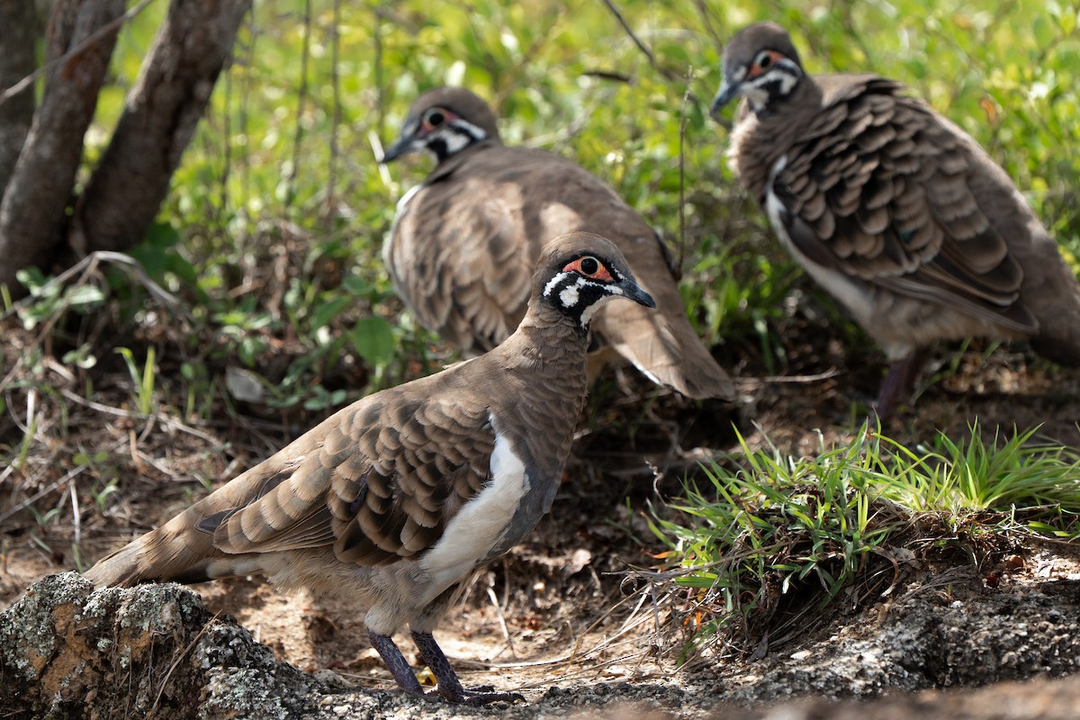 Squatter Pigeon - ML647402705