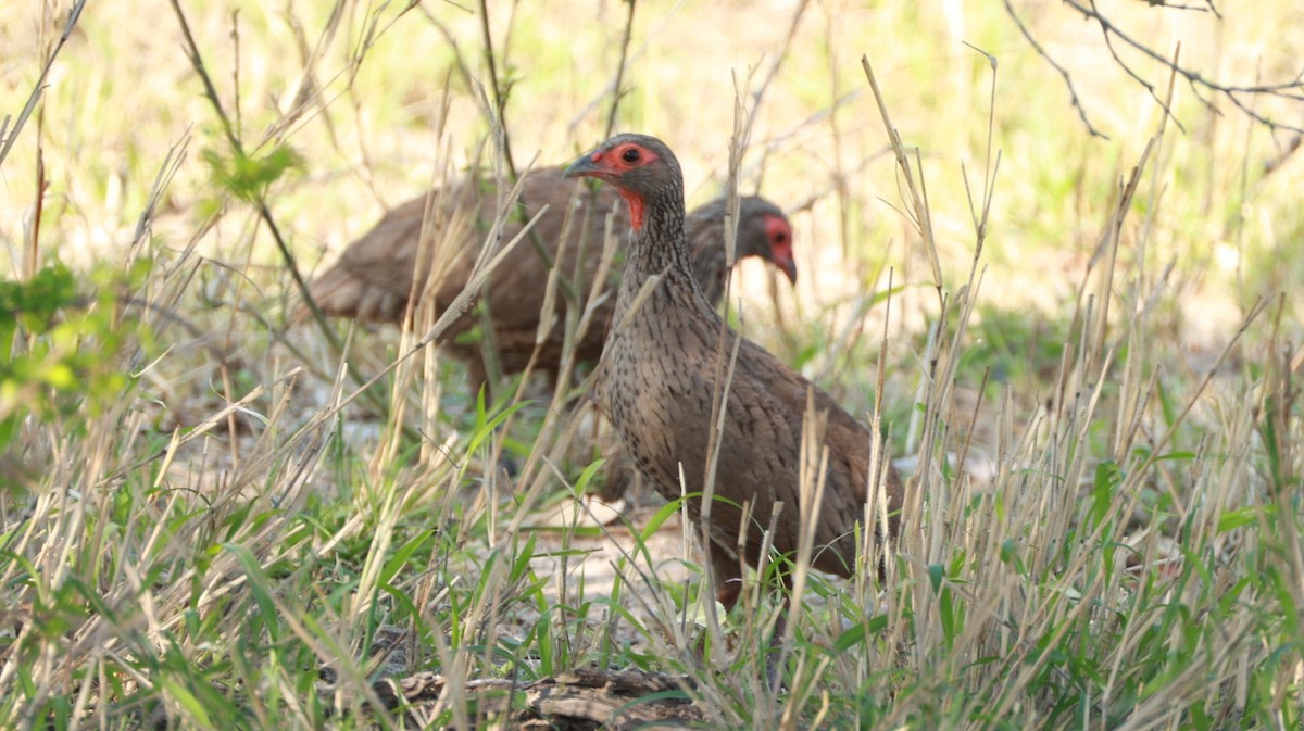 Swainson's Spurfowl - ML647402710