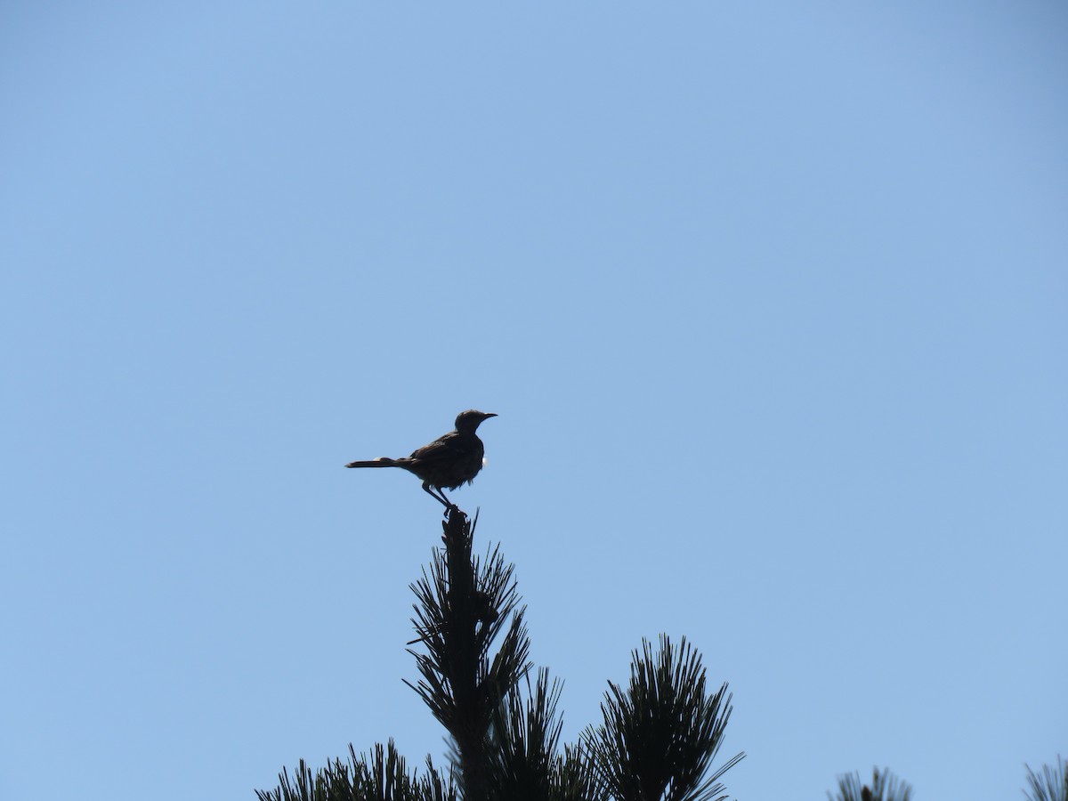 Chilean Mockingbird - ML647402712