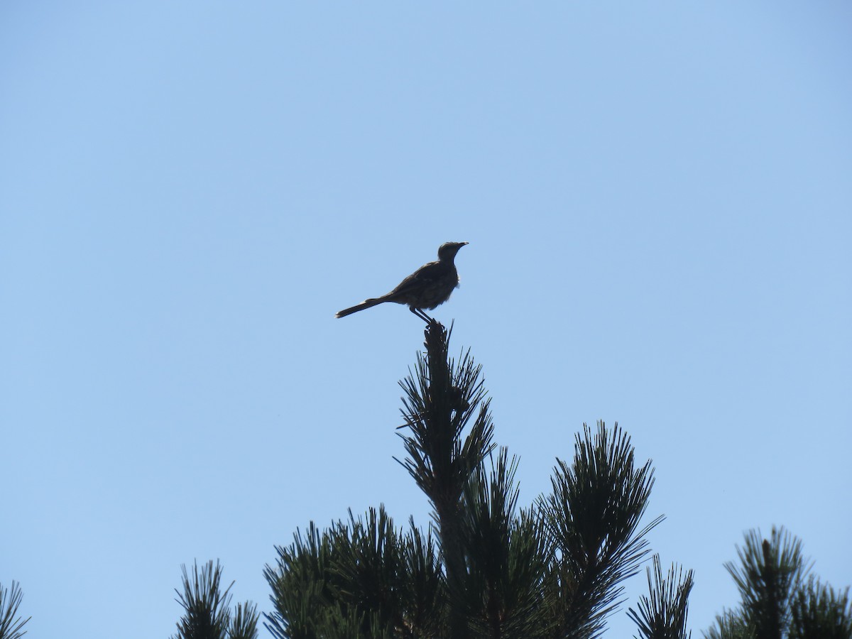 Chilean Mockingbird - ML647402713