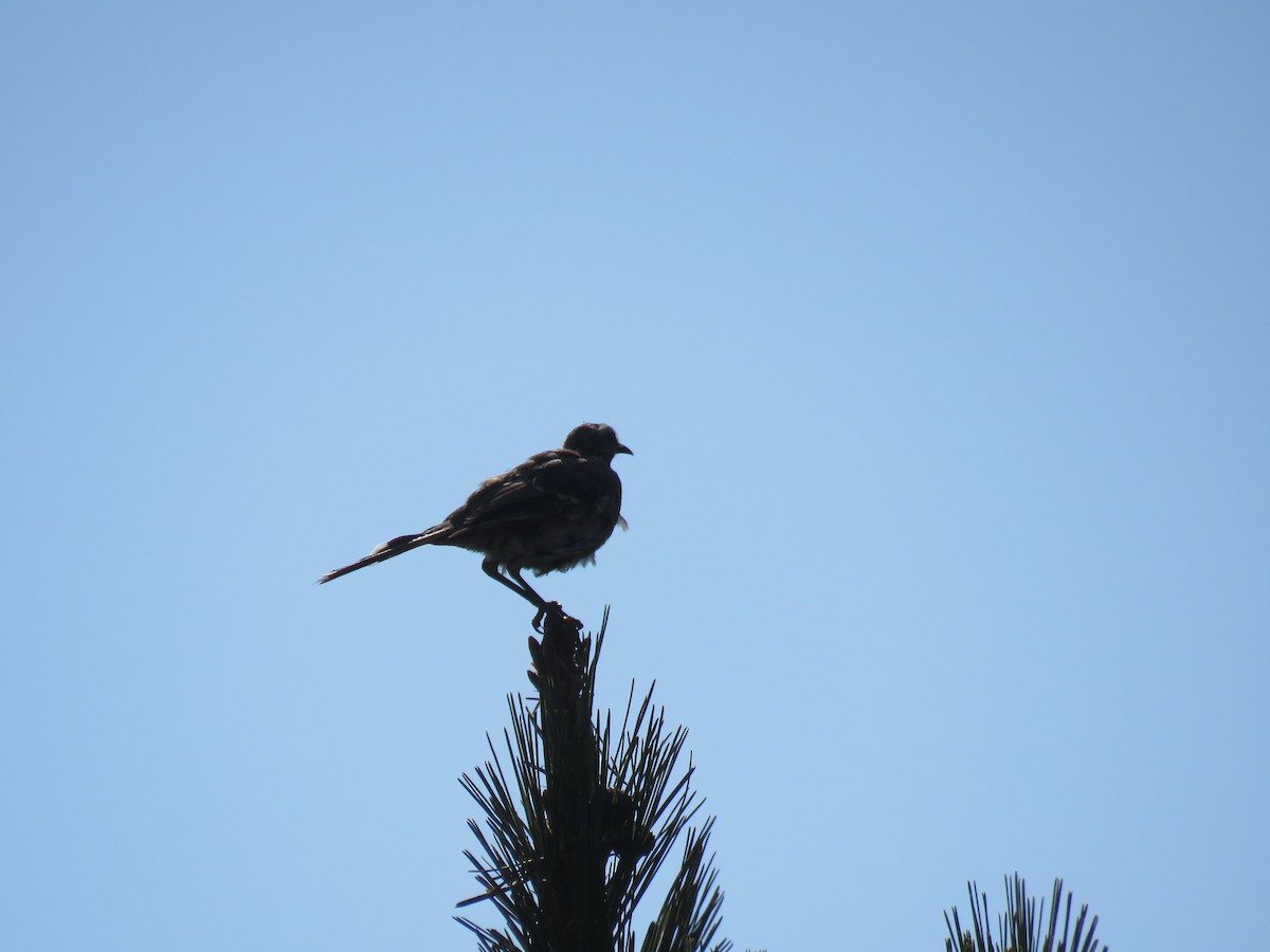 Chilean Mockingbird - ML647402714