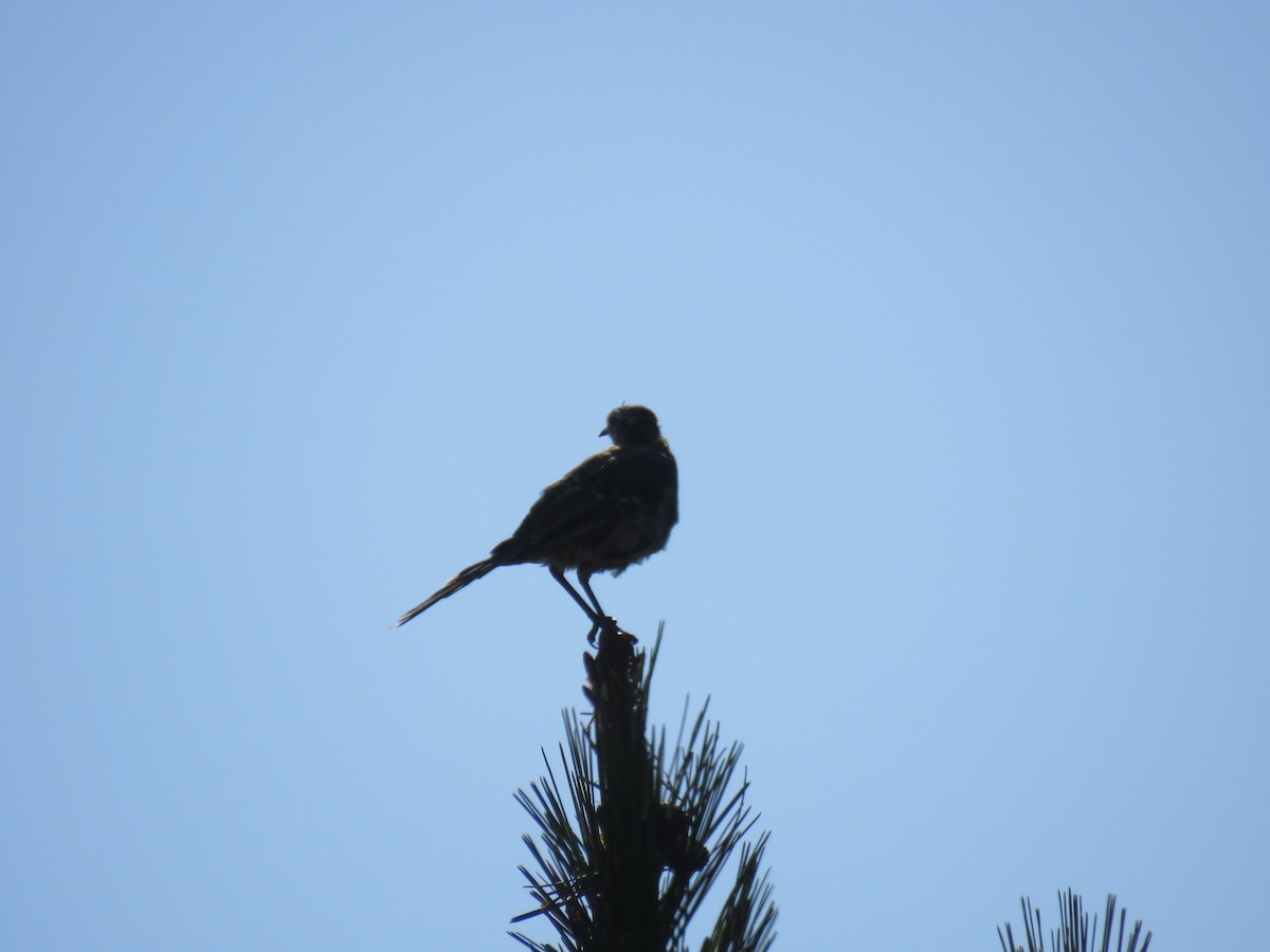 Chilean Mockingbird - ML647402715