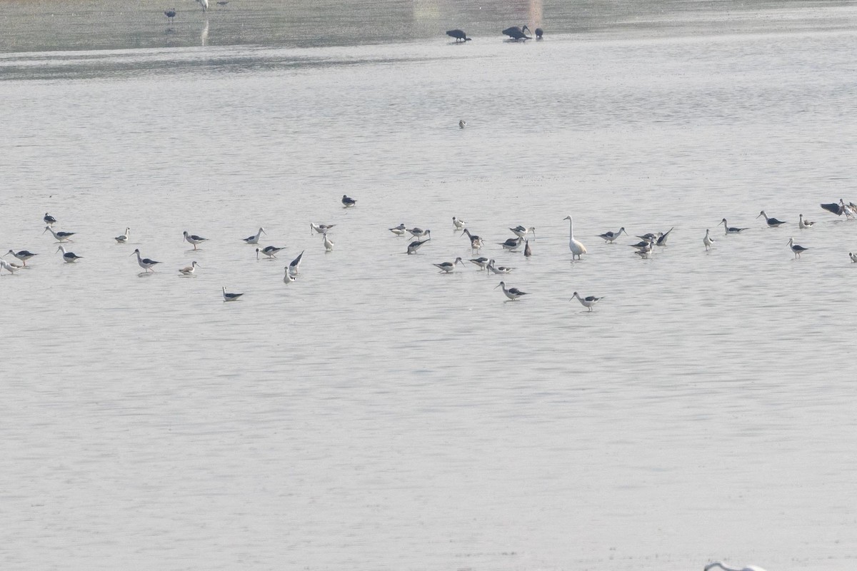 高蹺鴴 - ML647402726