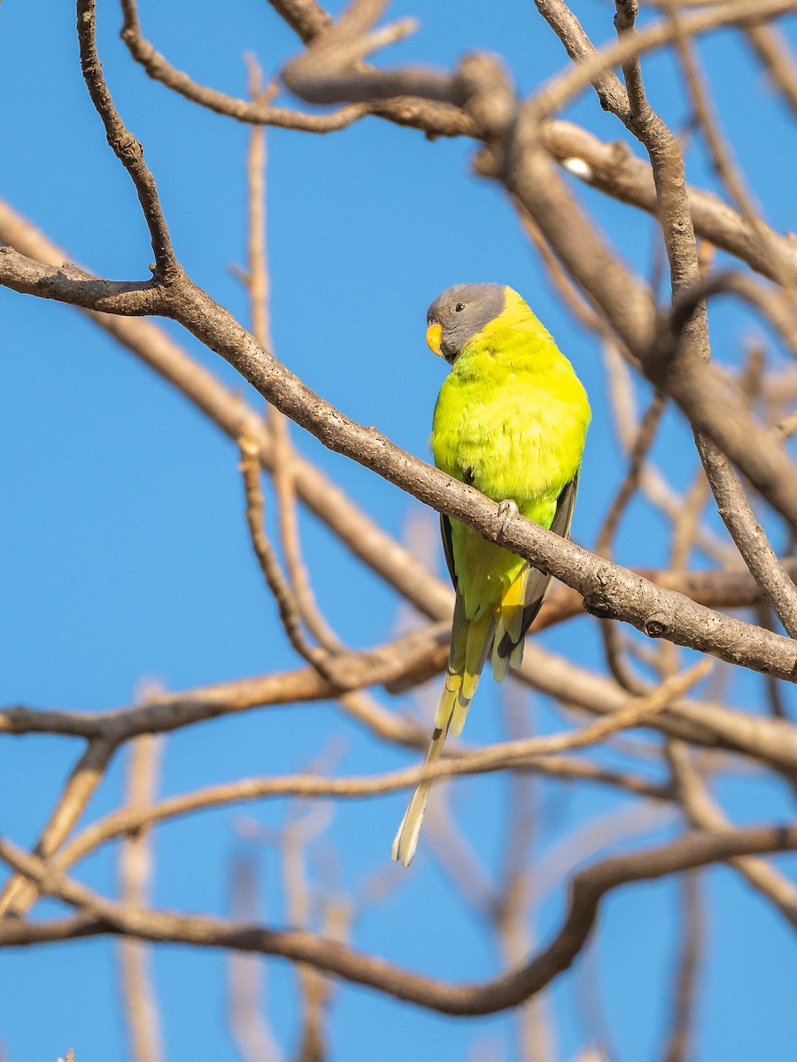 plommehodeparakitt - ML647402739