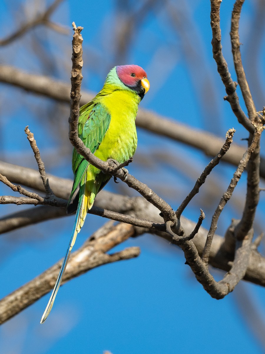 plommehodeparakitt - ML647402741