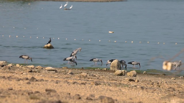 Asian Openbill - ML647402754