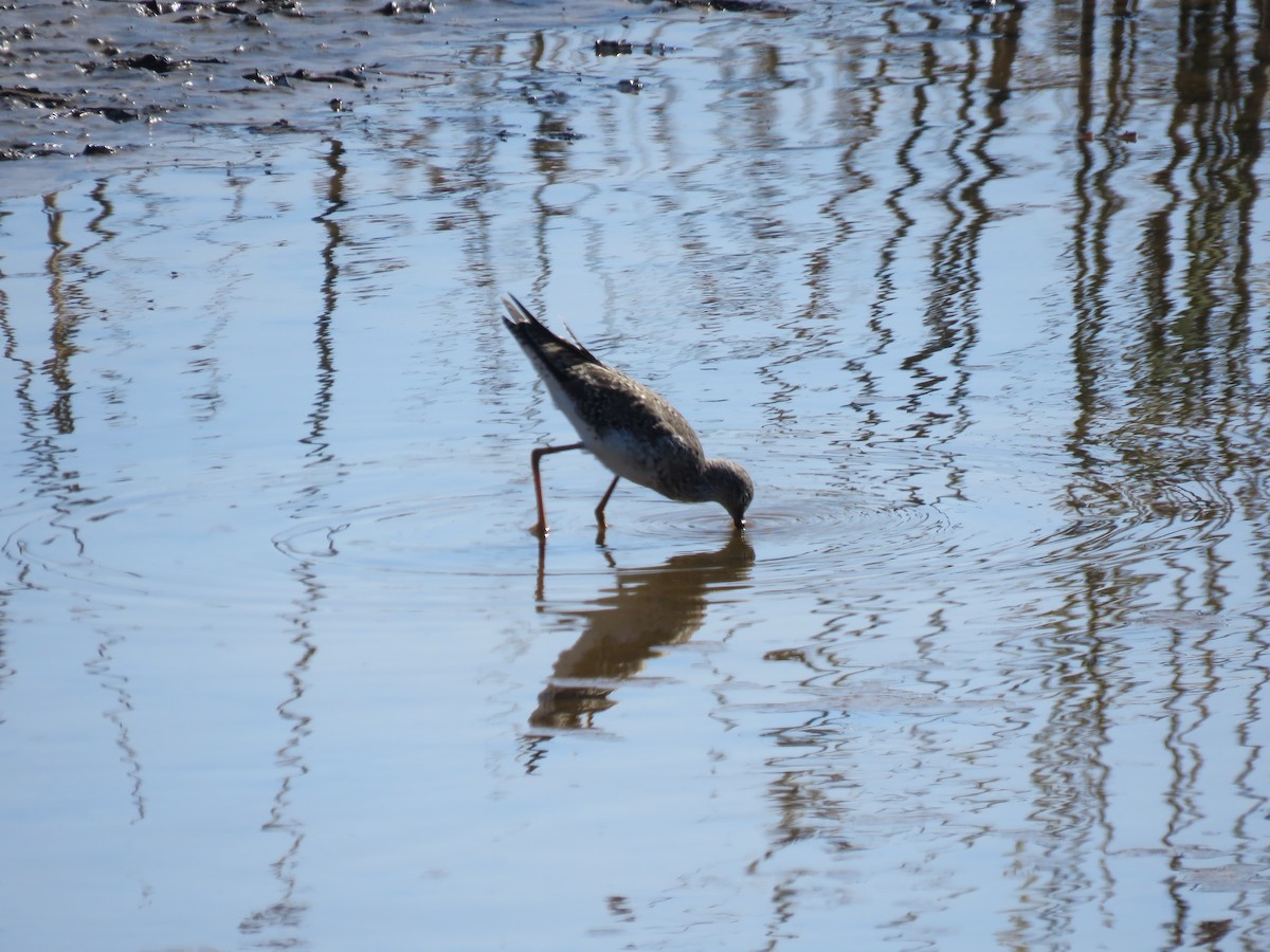 Greater Yellowlegs - ML647402757