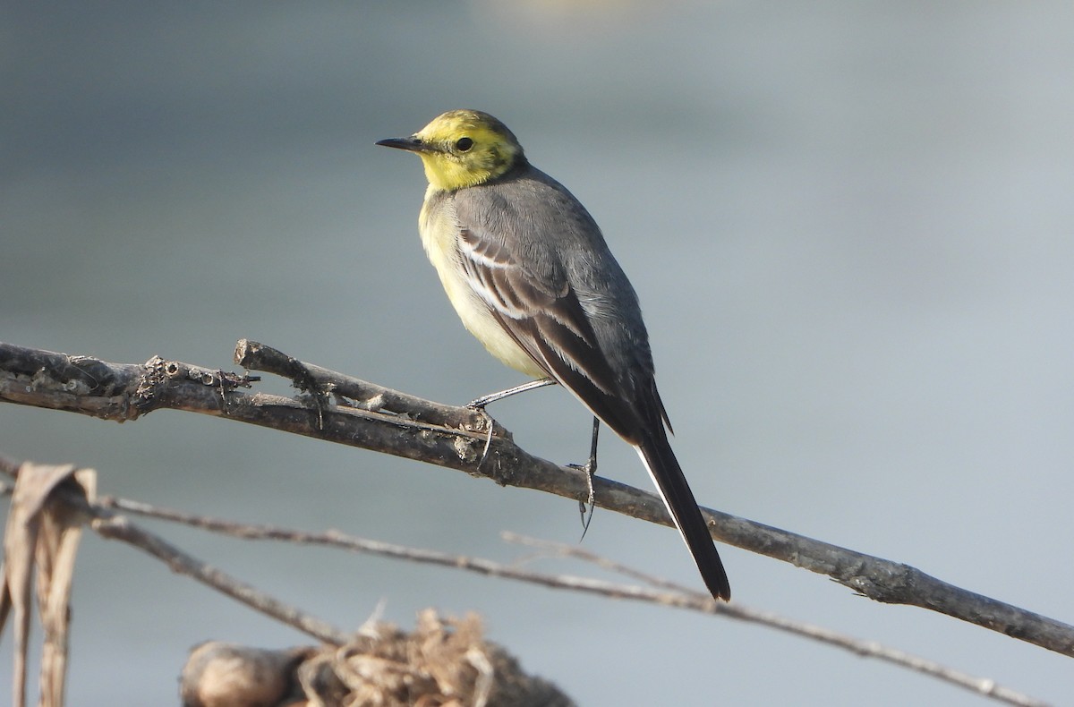 Citrine Wagtail - ML647402758