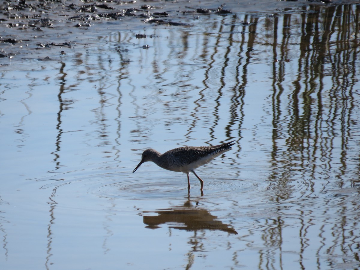 Greater Yellowlegs - ML647402759