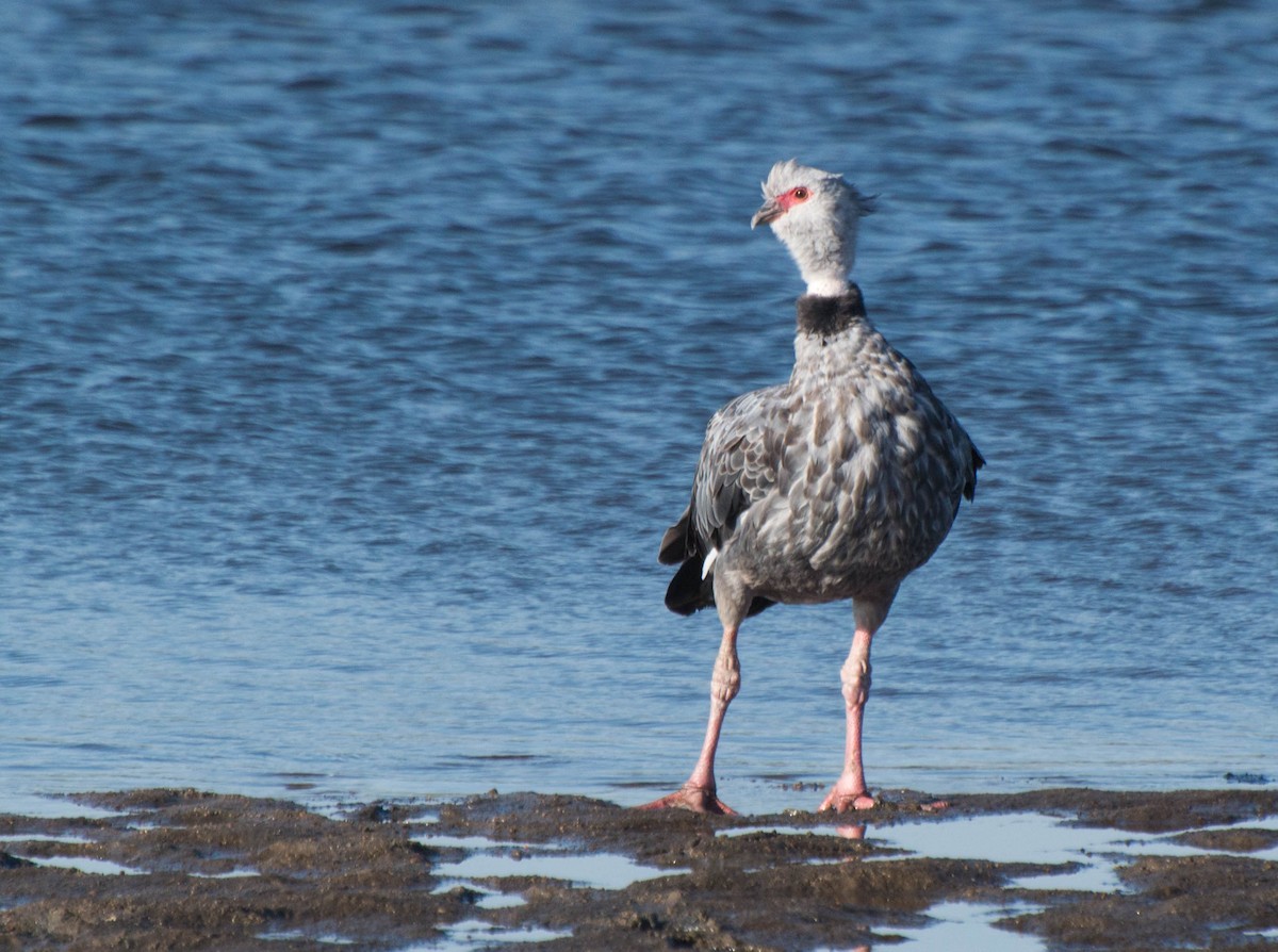 Southern Screamer - ML647402770