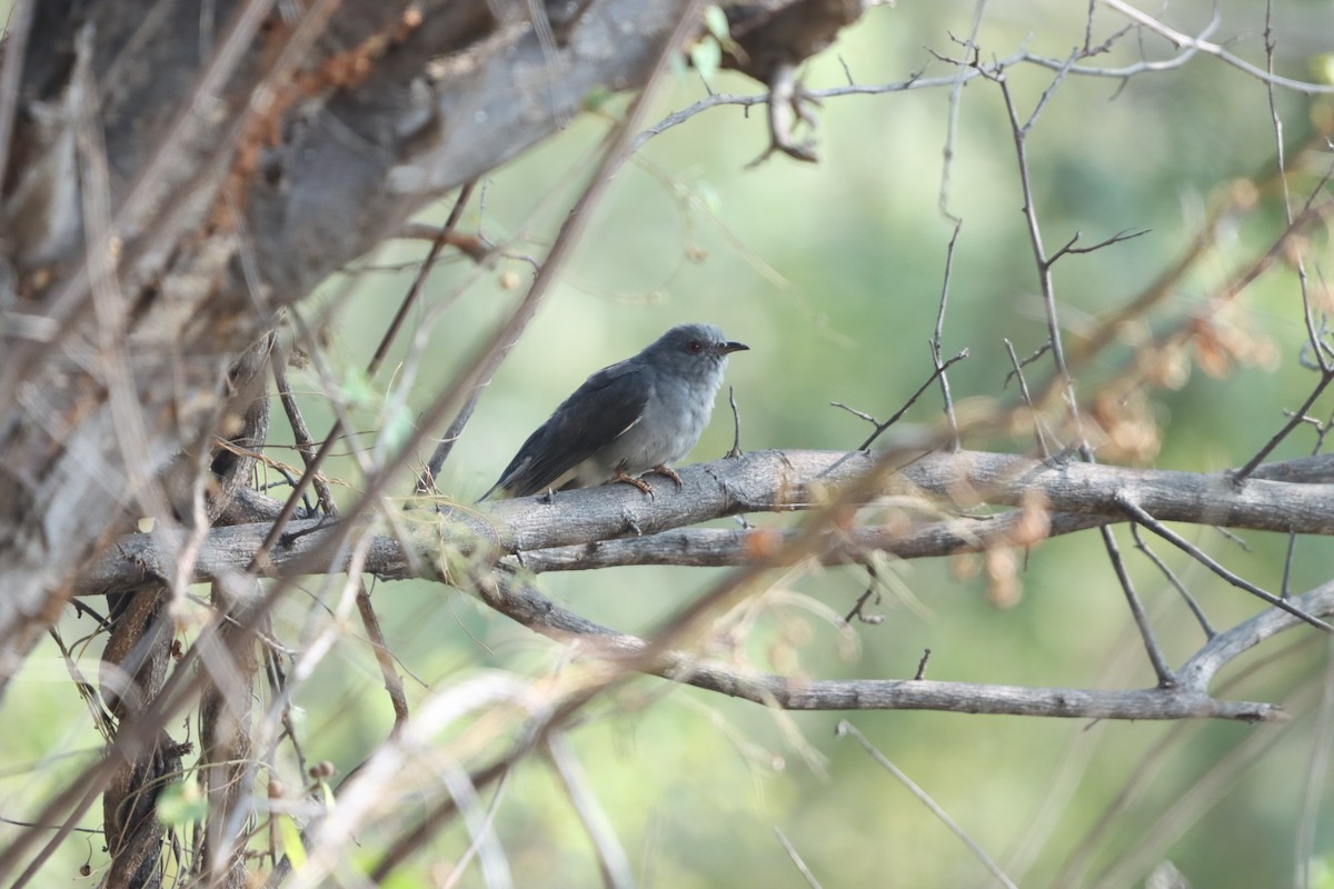Gray-bellied Cuckoo - ML647402771