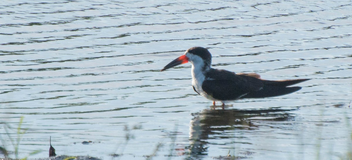 Black Skimmer - ML647402783