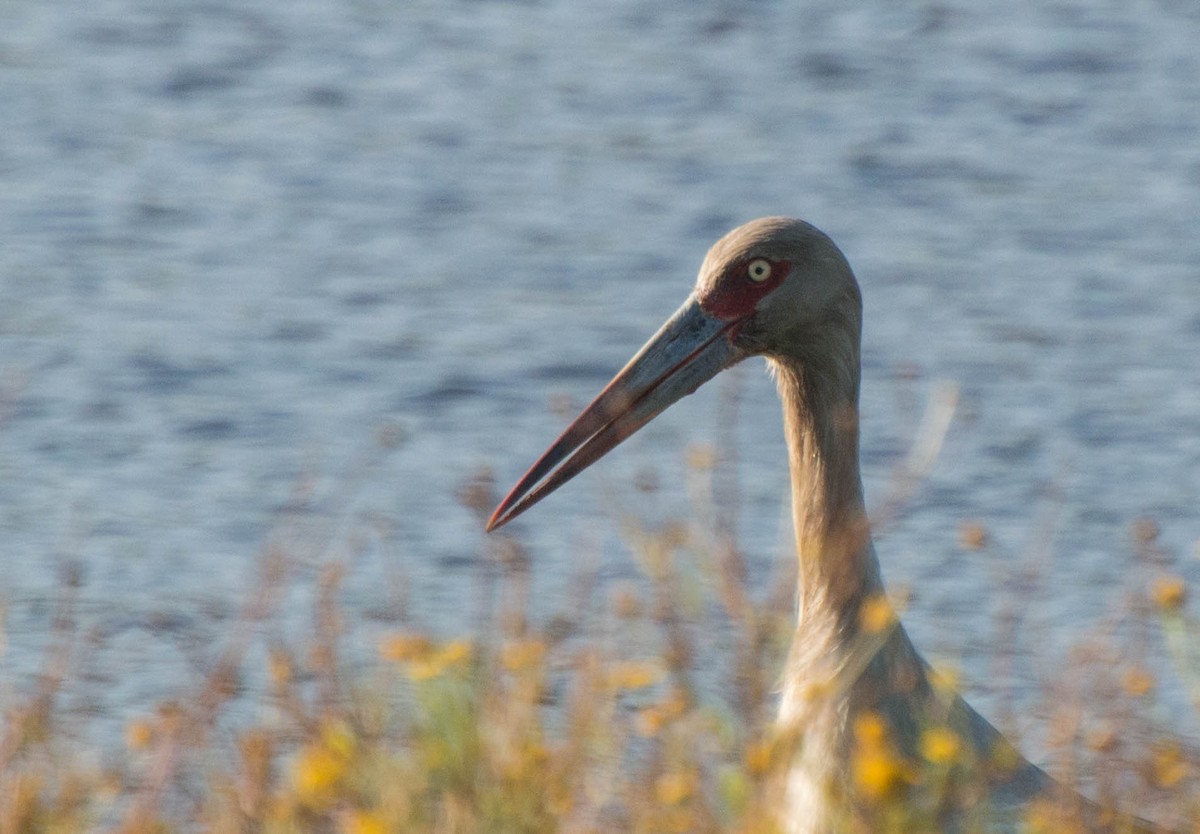 Maguari Stork - ML647402790