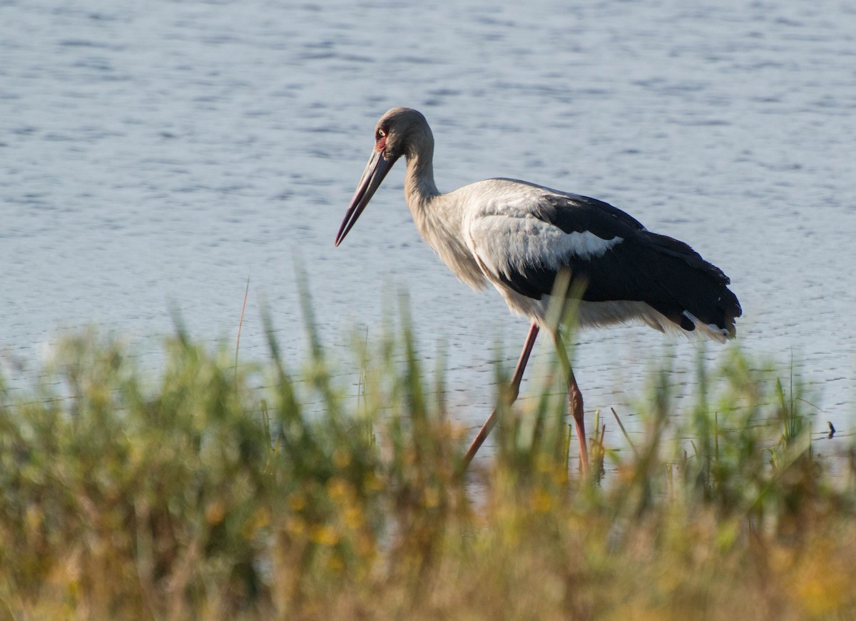Maguari Stork - ML647402791