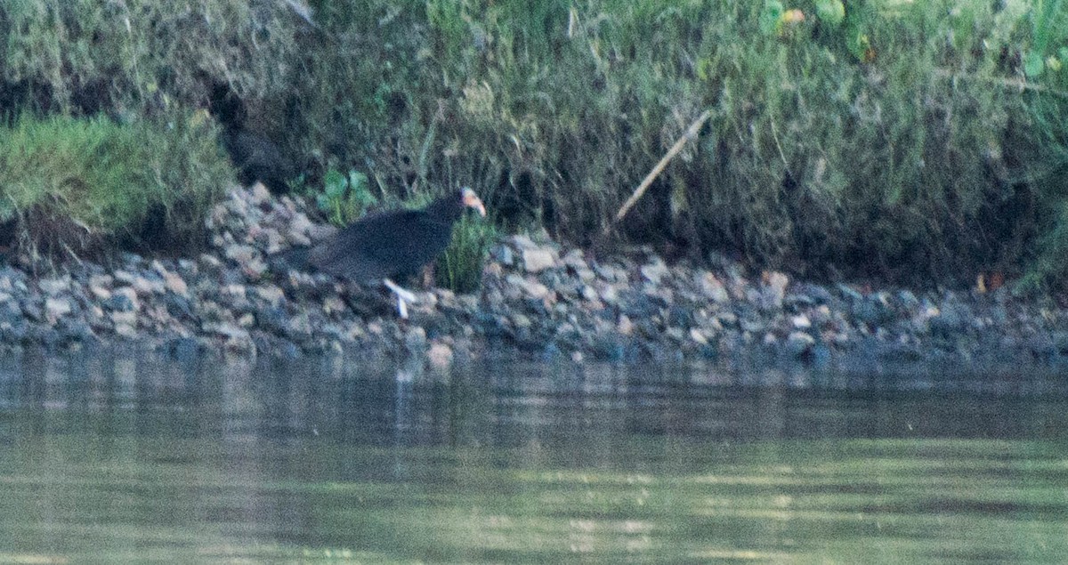 Lesser Yellow-headed Vulture - ML647402798