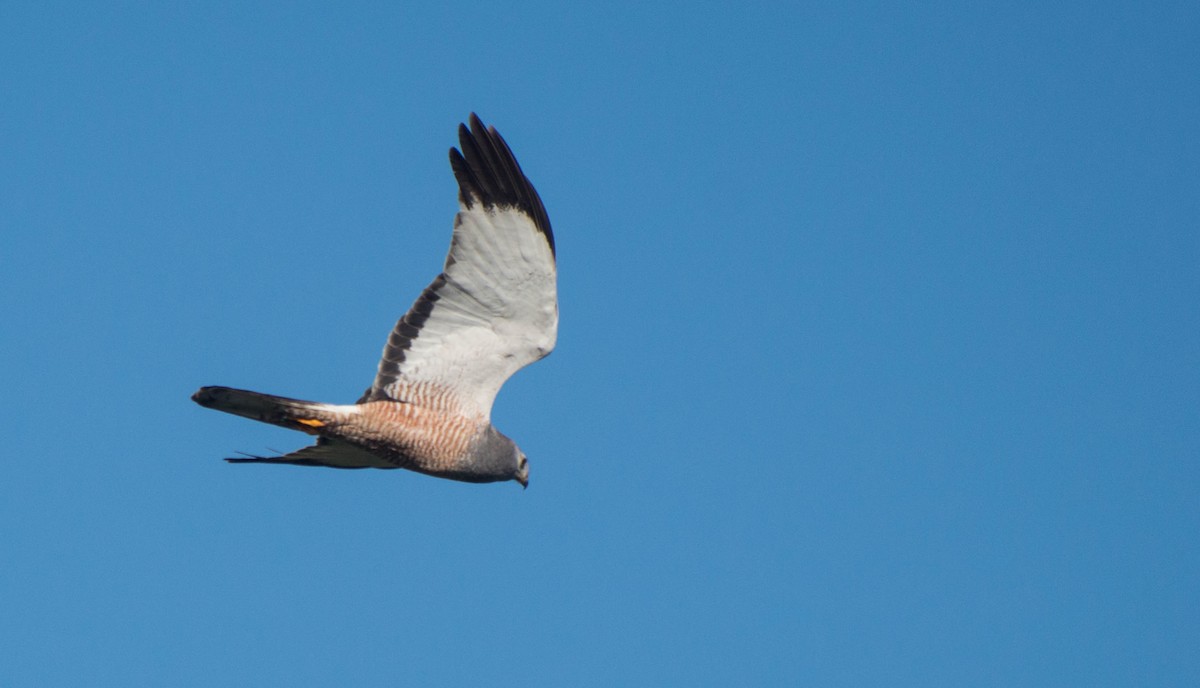 Cinereous Harrier - ML647402804