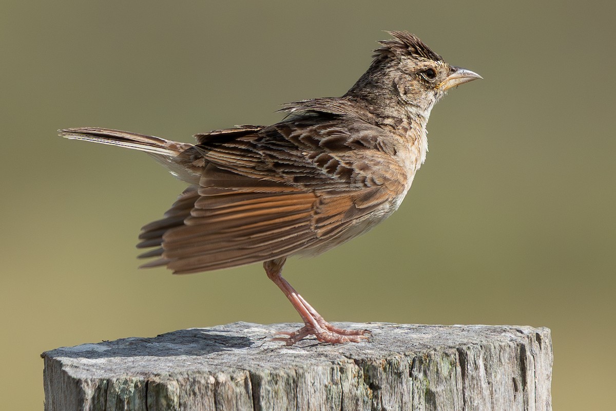 Singing Bushlark - ML647402809